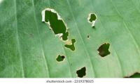 plant disease project thumbnail