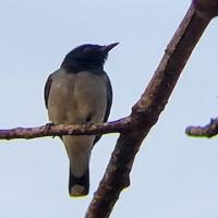 Jowar_Bird_Detection project thumbnail