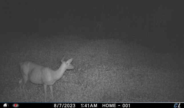 Custom Workflow Object Detection Object Detection Dataset by Deer Detection