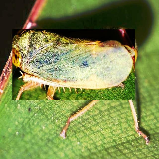 BugsAi Object Detection Model by Skindisease