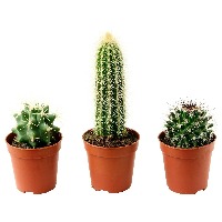 house plants project thumbnail
