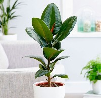 house plants project thumbnail