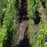 Leaf Detection project thumbnail