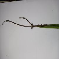 Sugar Cane Disease   project thumbnail