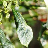 Pest Detection & Trapping  project thumbnail