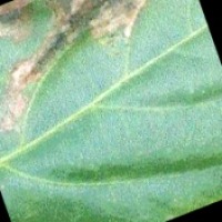 PepercornLeafDiseaseClassificati project thumbnail