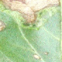 PepercornLeafDetectionClassficti project thumbnail
