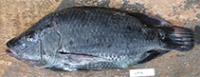tilapia project thumbnail