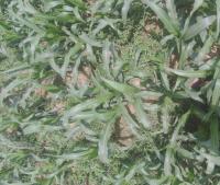  crop  dataset 23 project thumbnail