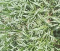 new crops 1 project thumbnail