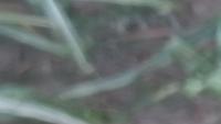  crop  dataset 1 project thumbnail