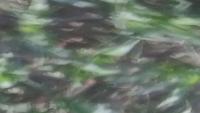 new crops project thumbnail