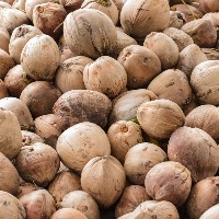 Mature Coconut Fruit Detection project thumbnail