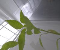 leaves project thumbnail