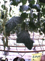 RDF - leaf detection project thumbnail