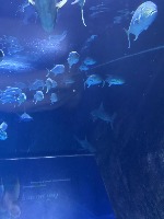 Underwater Object Detection project thumbnail