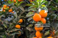 orange_classification project thumbnail