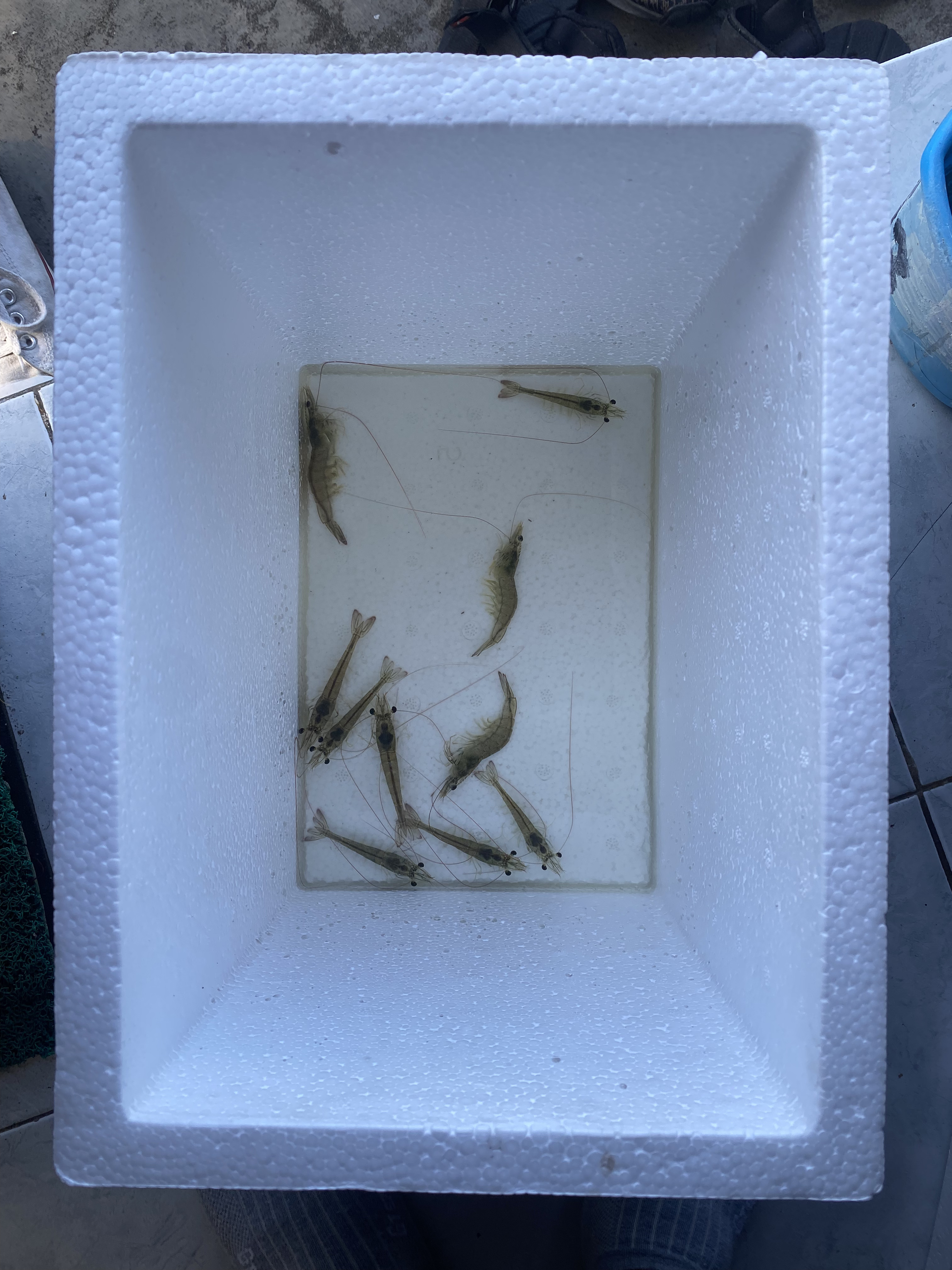 shrimp Instance Segmentation Dataset by Shunsukes Team