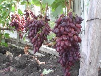 Fruits_6 project thumbnail