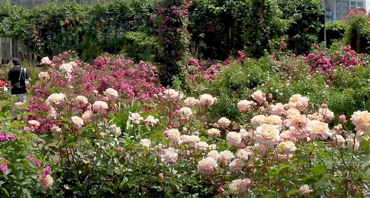 Sprout_fortune Object Detection Dataset by Sproutfortune