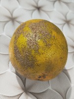 Identification of Diseases in Orange Fruits - Roboflow Universe