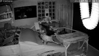 cat_in_out project thumbnail