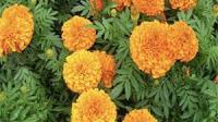 plant disease detect project thumbnail