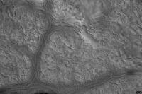 stomata-batch-1 project thumbnail