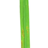 AgriEye_Verified disease no leaf part 3 project thumbnail