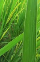 AgriEye_No leaf with healthy project thumbnail