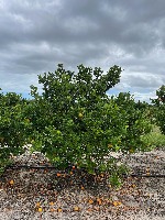 citrus project thumbnail