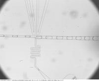 dilution-factor project thumbnail