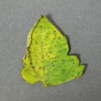 Tomato Leaf Project project thumbnail