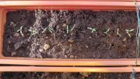weeds detection project thumbnail