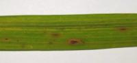 Rice Leaf Disease project thumbnail
