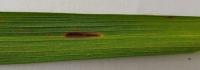 Paddy Leaf project thumbnail
