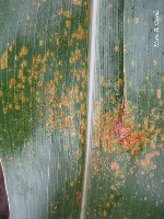 Corn Disease project thumbnail