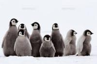 pengin project thumbnail