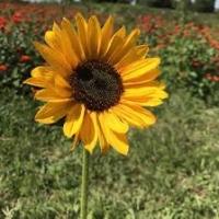 Sunflower Daisy Rose project thumbnail