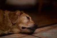 Golden Retriever project thumbnail