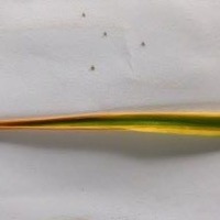 Rice Leaf Diseases project thumbnail
