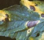 leaf project thumbnail