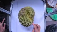 Durian Sultan Instance Seg project thumbnail