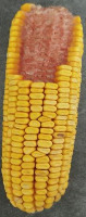 Corn5 project thumbnail