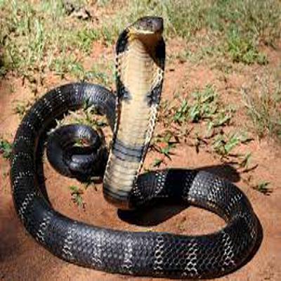 snake Object Detection Dataset by snake