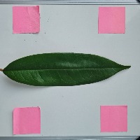 Daun Durian project thumbnail