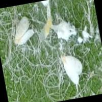 Pest detection project thumbnail