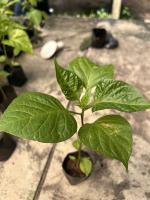 scotch-bonnet-detection project thumbnail