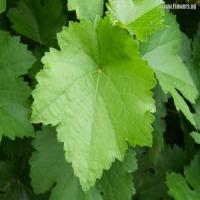 leaf project thumbnail