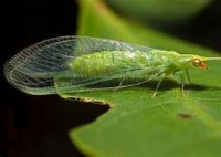 lACEWING project thumbnail
